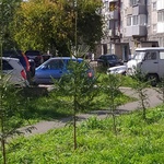 На этой неделе в Междуреченске стартовала акция «Мой зеленый двор»